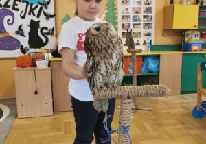 owl