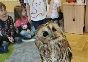 owl