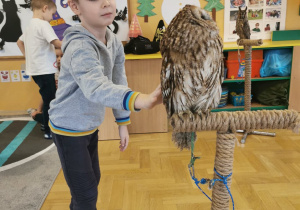 owl