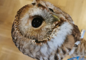 owl