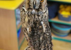 owl