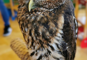 owl
