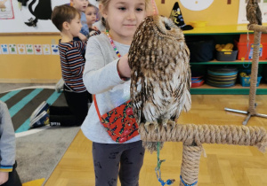 owl