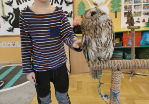 owl