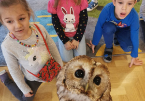 owl