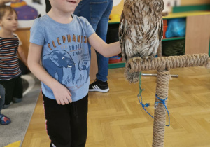 owl