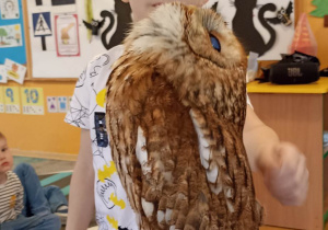 chłopiec głaszcze sowę