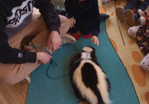 "Odlotowa lekcja przyrody" - skunks