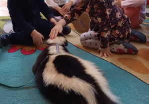"Odlotowa lekcja przyrody" - skunks