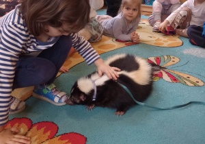 "Odlotowa lekcja przyrody" - skunks