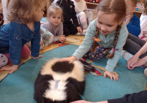 "Odlotowa lekcja przyrody" - skunks