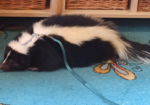 skunksik