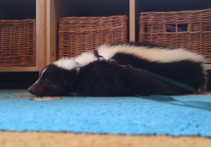 skunksik