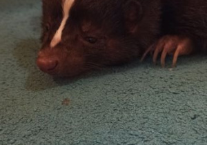 skunksik