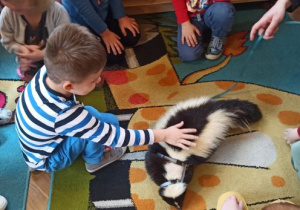 chłopiec głaszcze skunksa