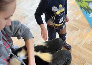 Dziecko głaszcze skunksa
