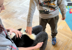 Dziecko głaszcze skunksa