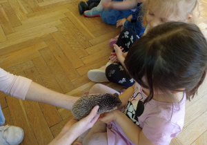 Spotkanie z jeżem i wiewiórką