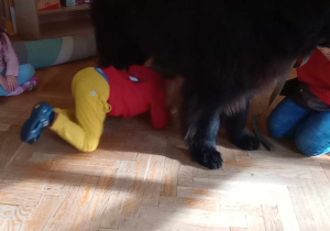 Dogoterapia