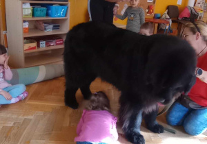Dogoterapia