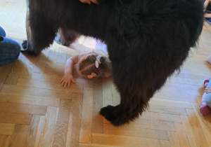 Dogoterapia