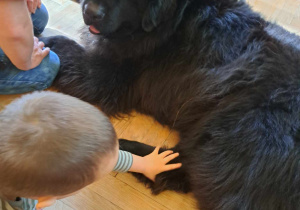 Dogoterapia