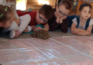 Odwiedziny żółwia i gekona