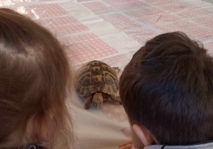 Odwiedziny żółwia i gekona