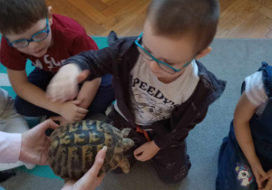 Odwiedziny żółwia i gekona