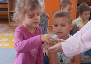 dziewczynka głaszcze gekona