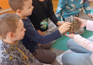 chłopiec głaszcze żółwia