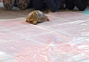 chłopcy patrzą na chodzącego żółwia
