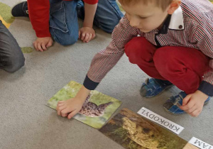dzieci wybieraja ilustrację ze zwierzętami i podpisy do nich