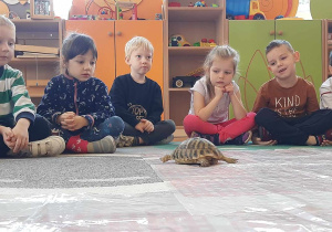 dzieci obserwują żółwia