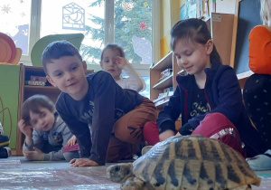 dzieci obserwują żółwia