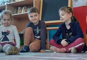 dzieci obserwują żółwia