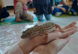 dzieci obserwują gekona