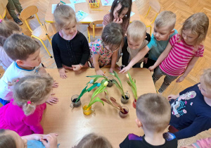 Eksperyment z wodą i białymi tulipanami