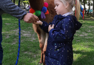 Sesja z alpakami