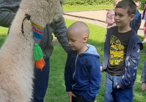 alpaka zjada marchewkę z głowy dziecka