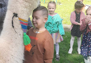 alpaka zjada marchewkę z głowy dziecka