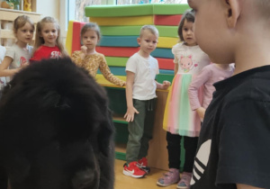 Dogoterapia