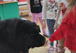 Dogoterapia