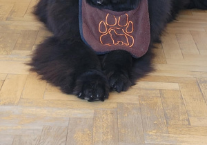 Teddy
