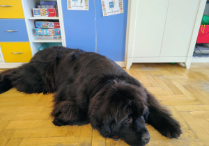 Teddy
