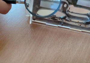 dzieci uczą się ciekawostek o mrówkach