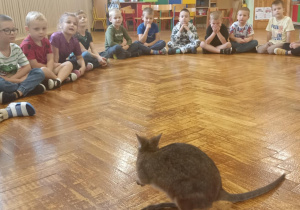 kangur chodzi po podłodze