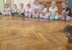 kangur chodzi po podłodze