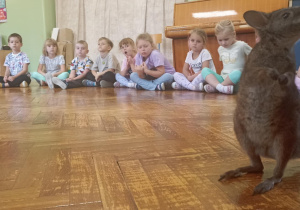 kangur chodzi po podłodze