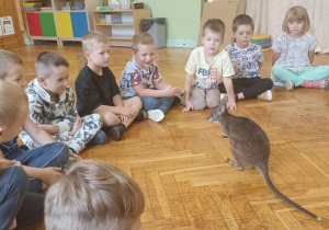 kangur chodzi po podłodze